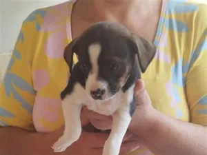 Cachorro raça SRD-ViraLata idade Abaixo de 2 meses nome Filhote Fêmea de Vira-Lata