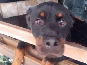 Cachorro raça Rottweiler idade 3 anos nome Negao