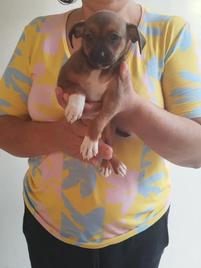 Cachorro raça SRD-ViraLata idade Abaixo de 2 meses nome Filhote Fêmea de Vira-Lata