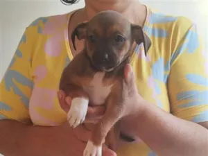 Cachorro raça SRD-ViraLata idade Abaixo de 2 meses nome Filhote Fêmea de Vira-Lata