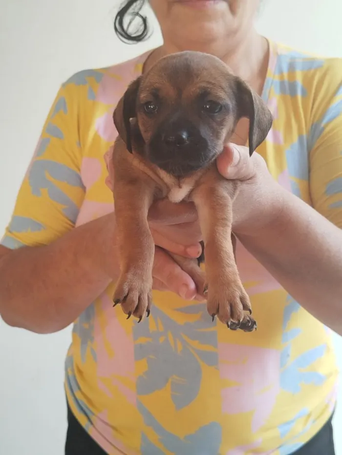 Cachorro raça SRD-ViraLata idade Abaixo de 2 meses nome Filhote Fêmea de Vira-Lata