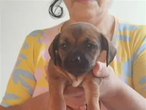 Cachorro raça SRD-ViraLata idade Abaixo de 2 meses nome Filhote Fêmea de Vira-Lata