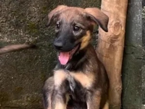 Cachorro raça SRD-ViraLata idade 2 a 6 meses nome Filhotes
