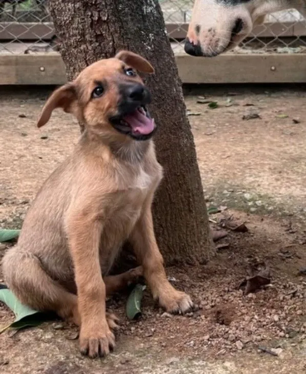 Cachorro raça SRD-ViraLata idade 2 a 6 meses nome Filhotes