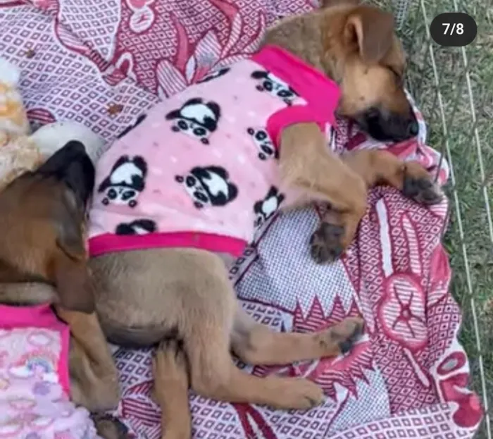 Cachorro raça SRD-ViraLata idade 2 a 6 meses nome Filhotes