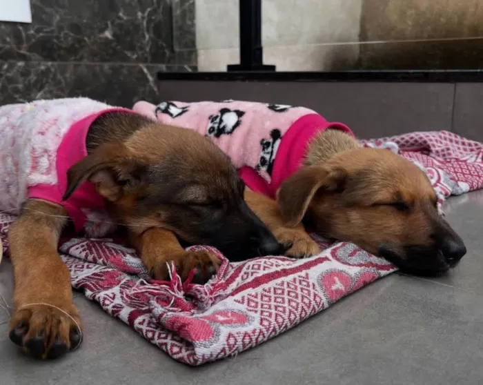 Cachorro raça SRD-ViraLata idade 2 a 6 meses nome Filhotes