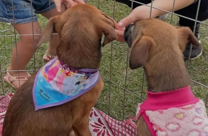 Cachorro raça SRD-ViraLata idade 2 a 6 meses nome Filhotes