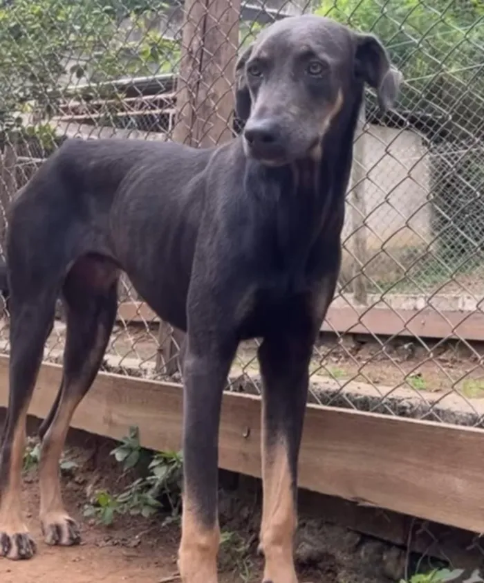 Cachorro raça SRD-ViraLata idade 1 ano nome Rex