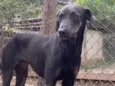 Rex