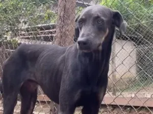 Cachorro raça SRD-ViraLata idade 1 ano nome Rex