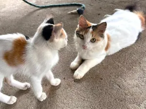 Gato raça SRD-ViraLata idade 2 anos nome Felicia
