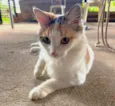 Felicia