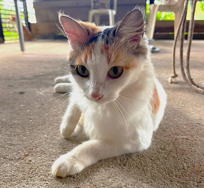 Gato raça SRD-ViraLata idade 2 anos nome Felicia