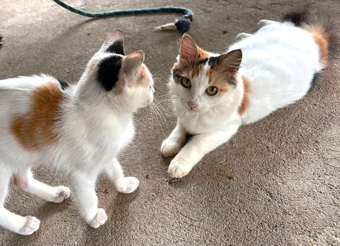 Gato raça SRD-ViraLata idade 2 a 6 meses nome Sara