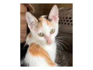 Gato raça SRD-ViraLata idade 2 a 6 meses nome Sara