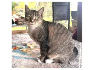 Gato raça SRD-ViraLata idade 2 anos nome Tigresa