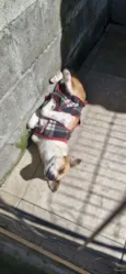 Dinho