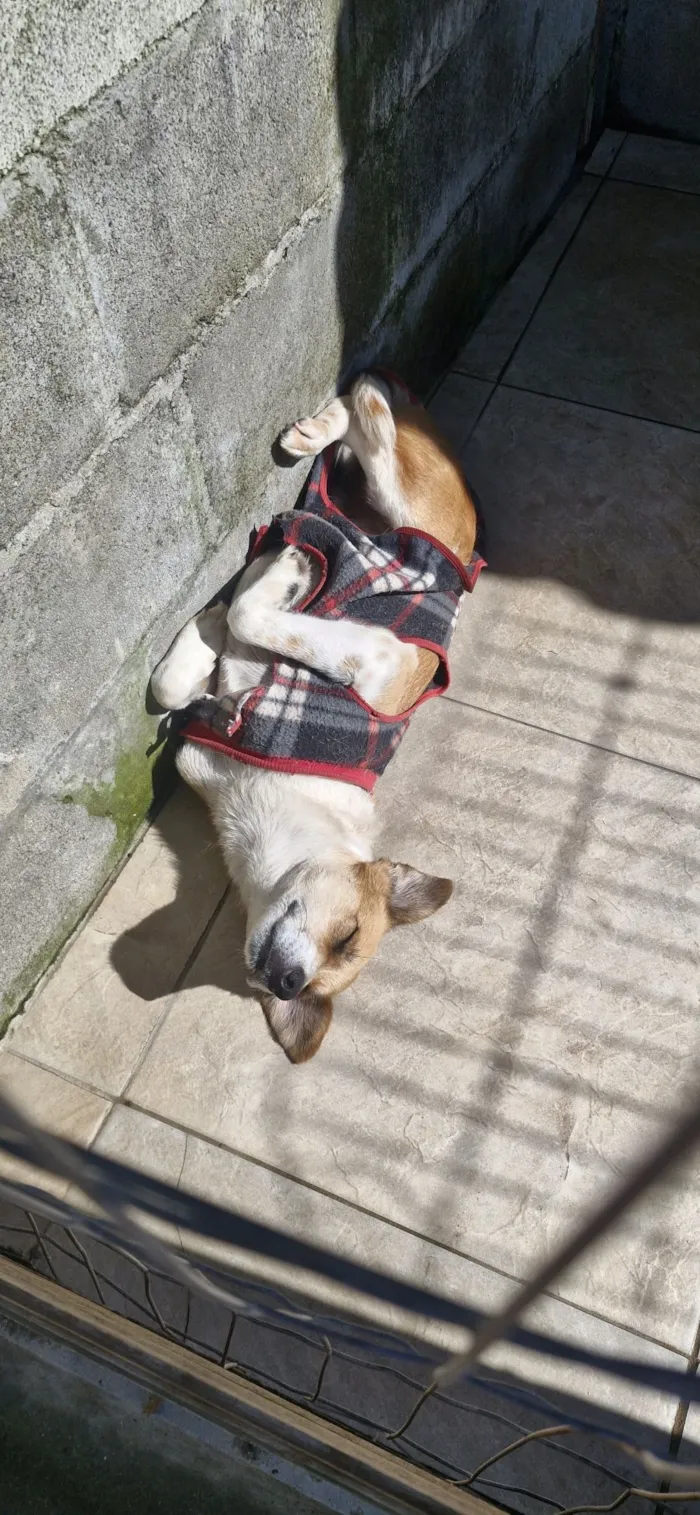 Cachorro raça SRD-ViraLata idade 3 anos nome Dinho