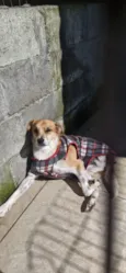Dinho