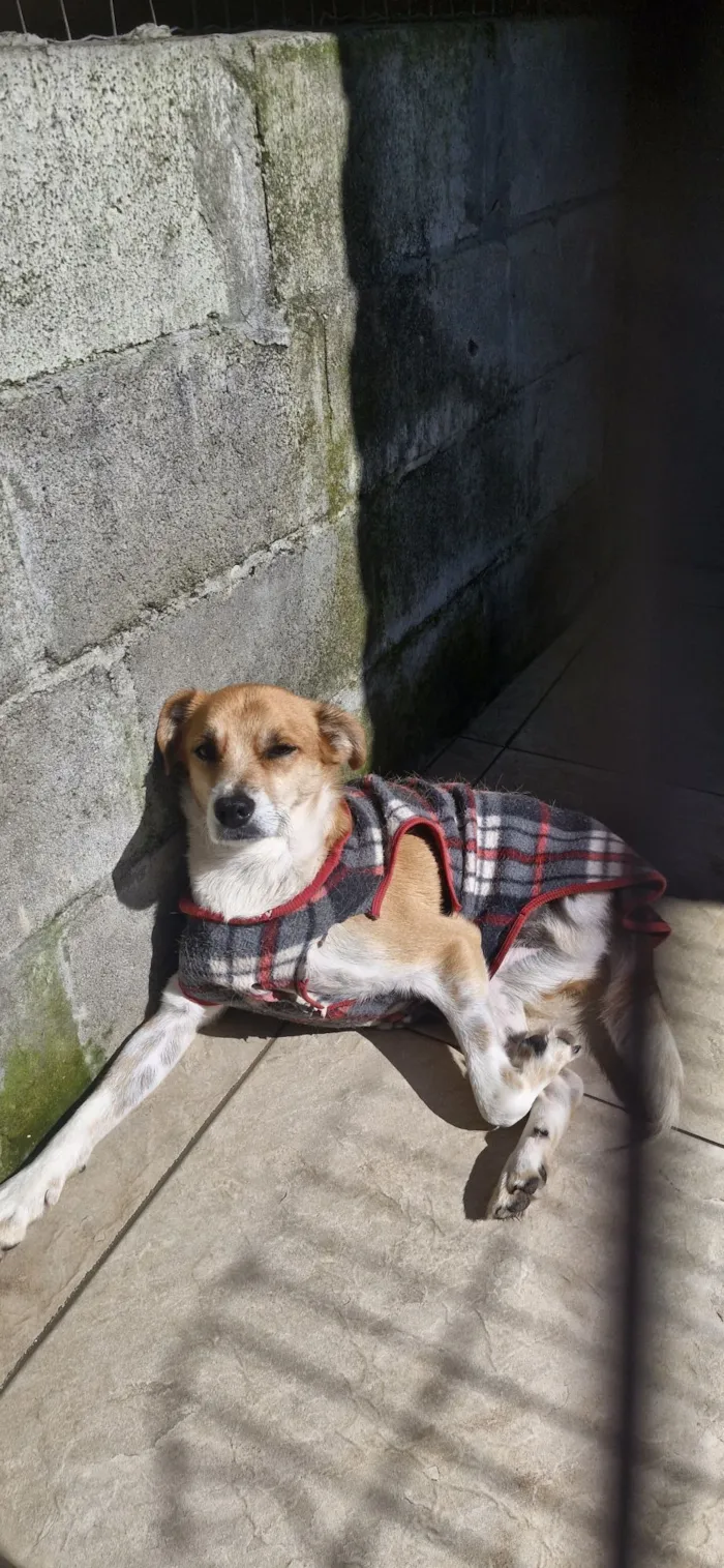 Cachorro raça SRD-ViraLata idade 3 anos nome Dinho