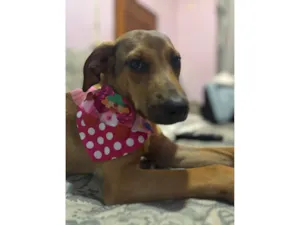 Cachorro raça SRD-ViraLata idade 2 a 6 meses nome Bento