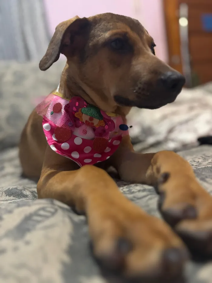 Cachorro raça SRD-ViraLata idade 2 a 6 meses nome Bento