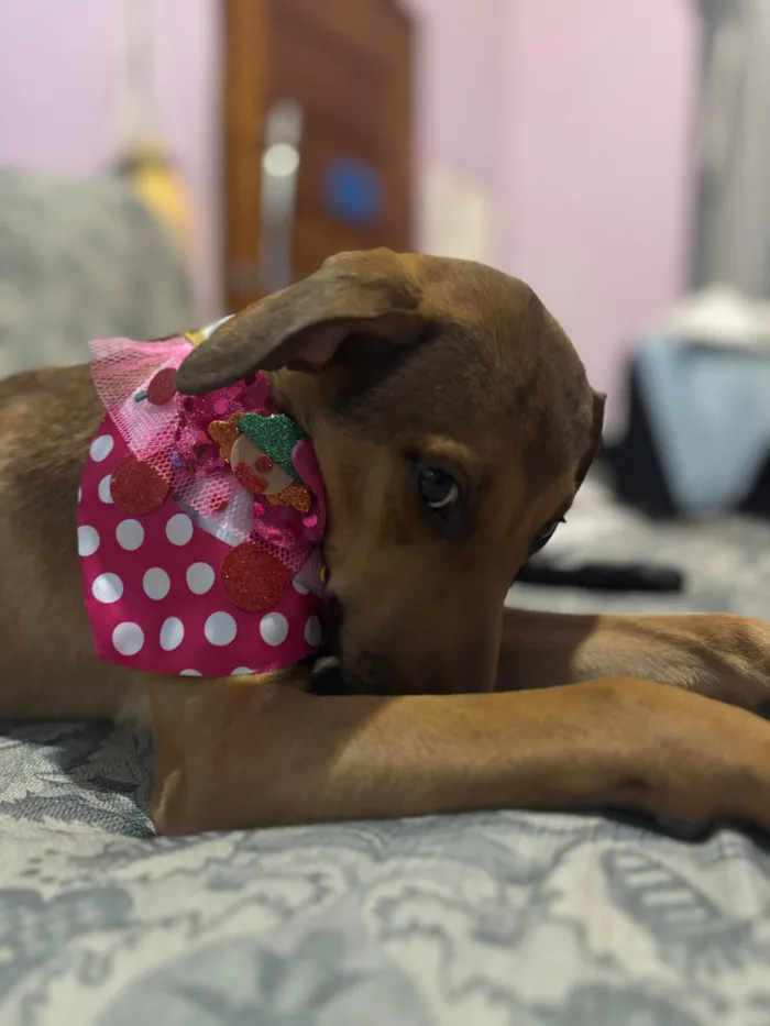 Cachorro raça SRD-ViraLata idade 2 a 6 meses nome Bento