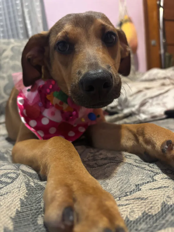 Cachorro raça SRD-ViraLata idade 2 a 6 meses nome Bento