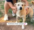 Pedrinho
