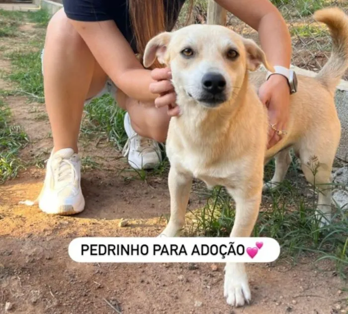 Cachorro raça SRD-ViraLata idade 2 anos nome Pedrinho