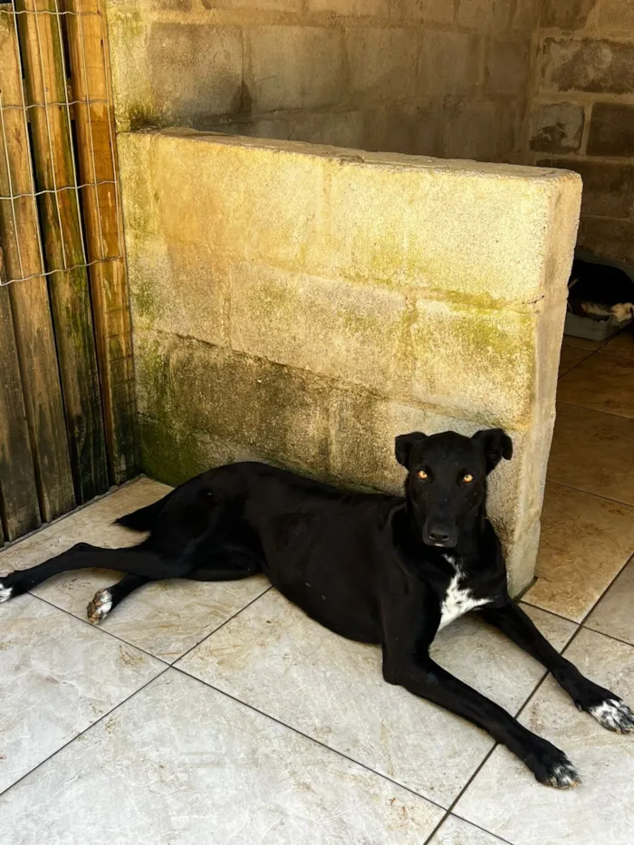 Cachorro raça SRD-ViraLata idade 3 anos nome Cacau