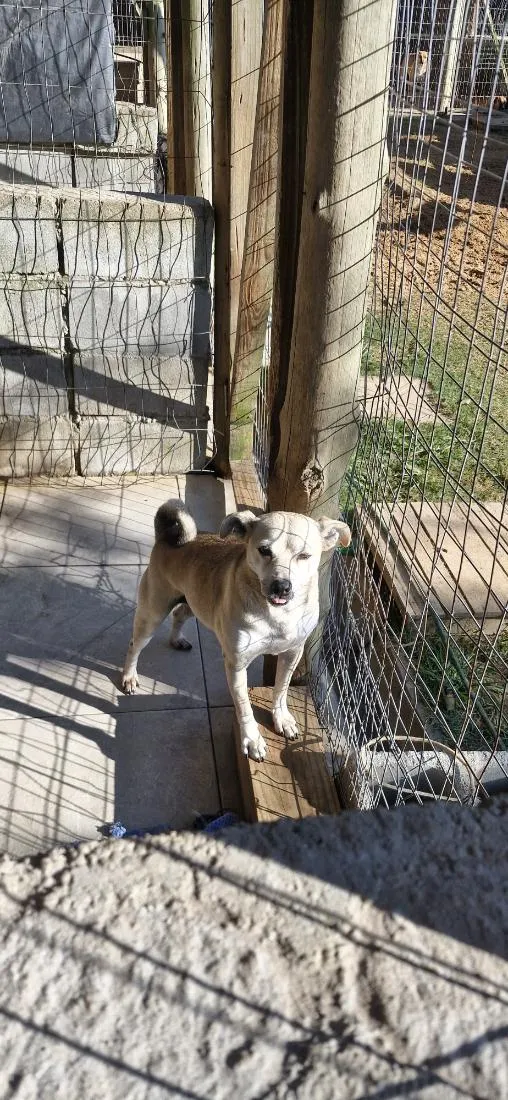 Cachorro raça SRD-ViraLata idade 6 ou mais anos nome Theo