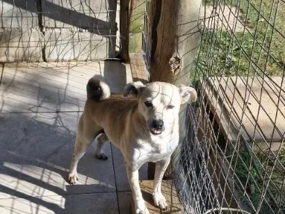 Cachorro raça SRD-ViraLata idade 6 ou mais anos nome Theo