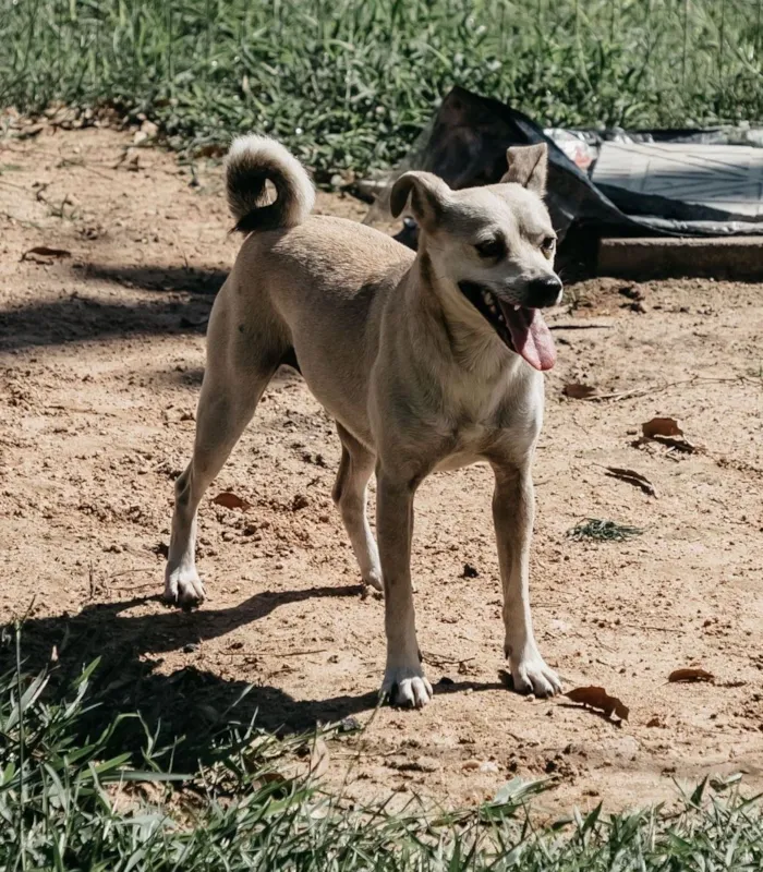 Cachorro raça SRD-ViraLata idade 6 ou mais anos nome Theo
