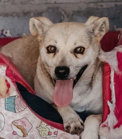 Cachorro raça SRD-ViraLata idade 6 ou mais anos nome Theo