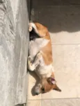 Dinho