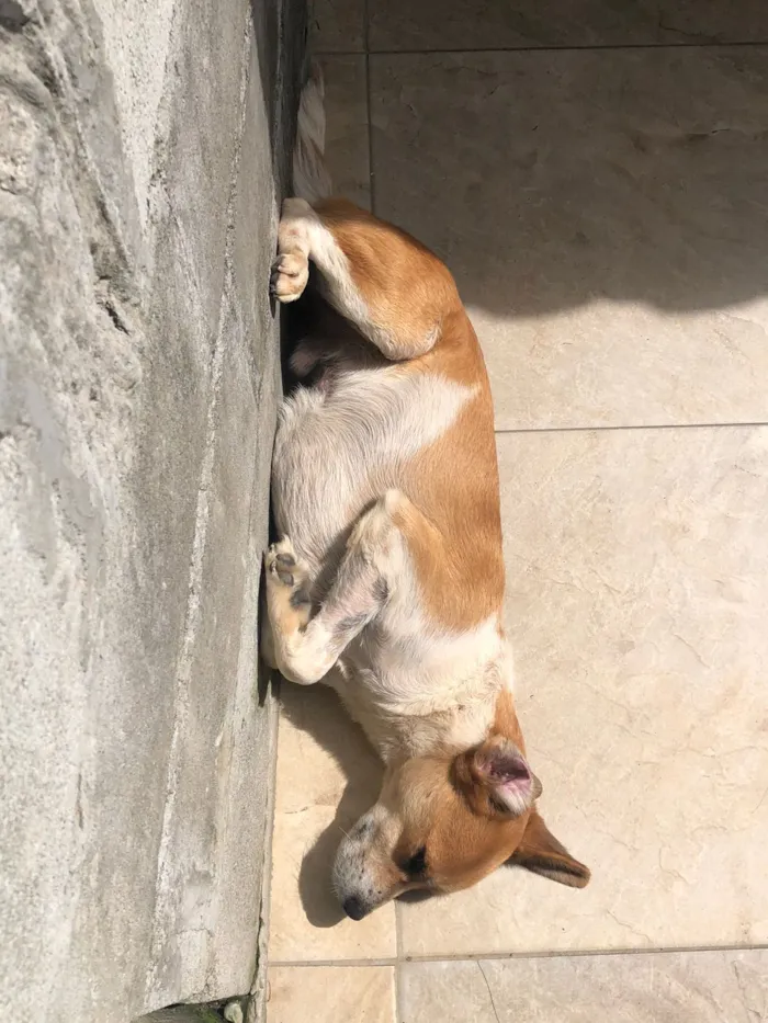 Cachorro raça SRD-ViraLata idade 3 anos nome Dinho