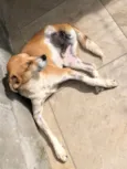 Dinho