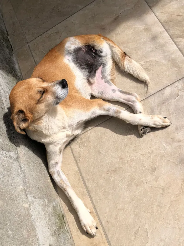 Cachorro raça SRD-ViraLata idade 3 anos nome Dinho