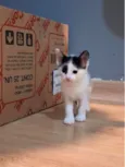 Melbi