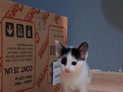 Gato raça SRD-ViraLata idade Abaixo de 2 meses nome Melbi