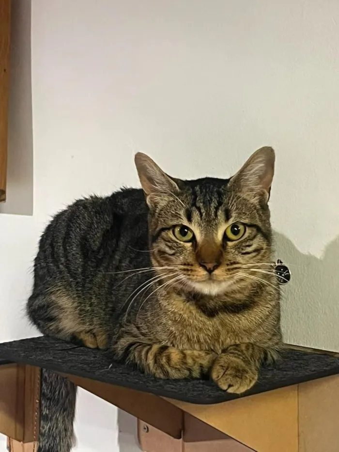 Gato raça SRD-ViraLata idade 4 anos nome Eithor