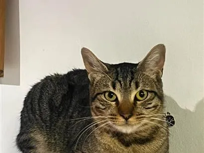 Gato raça SRD-ViraLata idade 4 anos nome Eithor