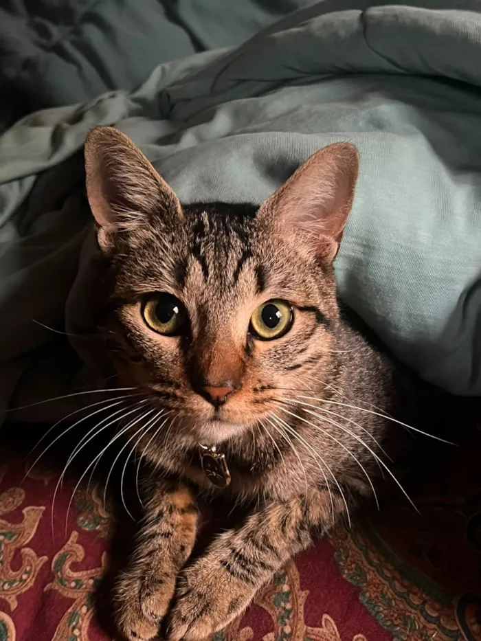 Gato raça SRD-ViraLata idade 4 anos nome Eithor
