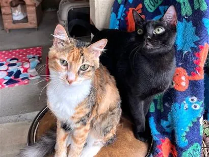 Gato raça SRD-ViraLata idade 7 a 11 meses nome Mel e Chocolate