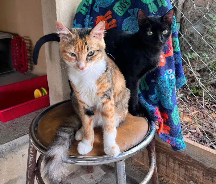 Gato raça SRD-ViraLata idade 7 a 11 meses nome Mel e Chocolate
