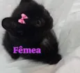 GATOS da Tia JANE