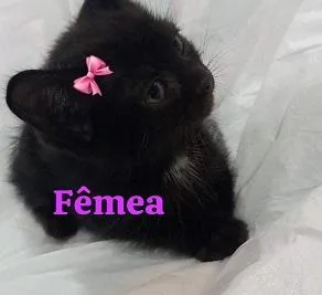 Gato raça SRD-ViraLata idade 2 a 6 meses nome GATOS da Tia JANE