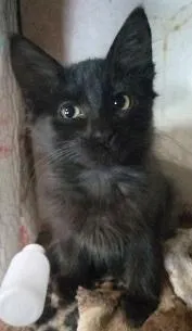 Gato raça SRD-ViraLata idade 2 a 6 meses nome GATOS da Tia JANE