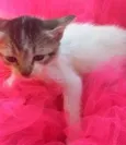 GATOS da Tia JANE